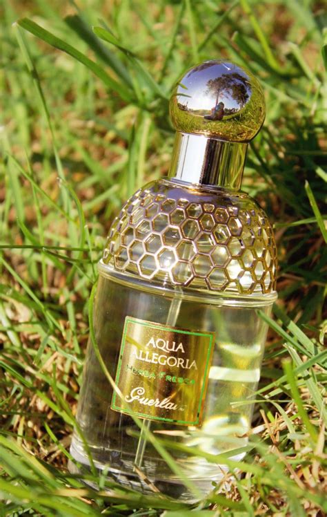 aqua allegoria herba fresca review.